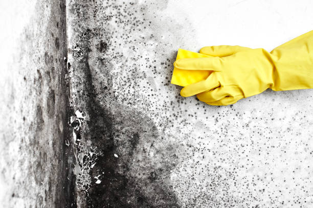 Crawl Space Mold Removal in Sheffield, IA