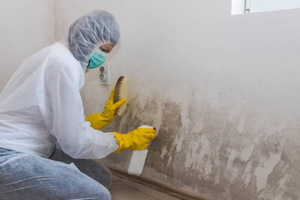 Best Black Mold Removal  in Sheffield, IA