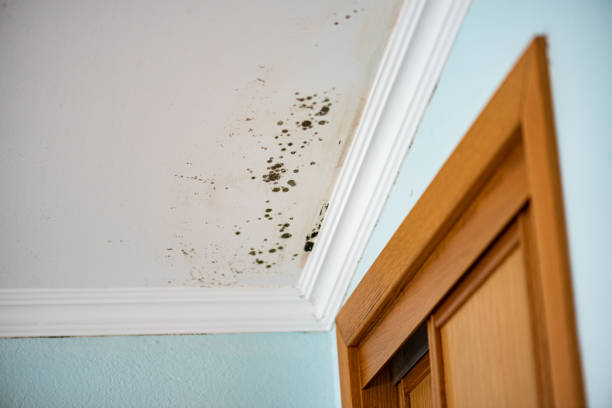 Trusted Sheffield, IA Mold Removal Experts