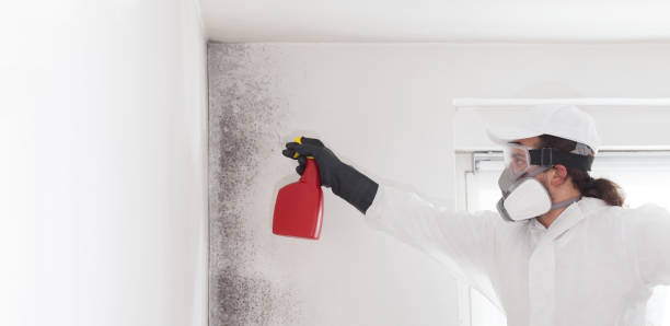 Best Commercial Mold Removal  in Sheffield, IA