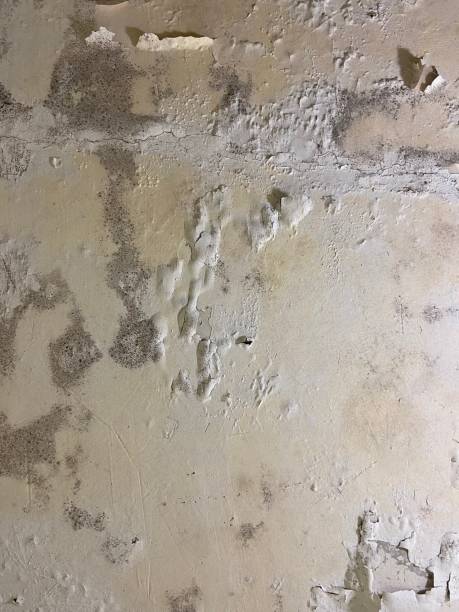Best Crawl Space Mold Removal  in Sheffield, IA