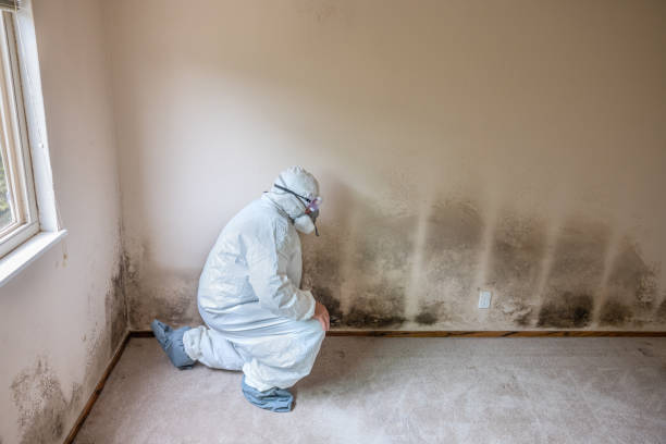 Best Attic Mold Removal  in Sheffield, IA