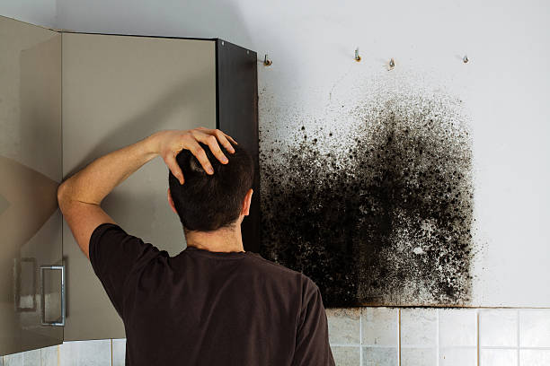 Best Professional Mold Removal  in Sheffield, IA